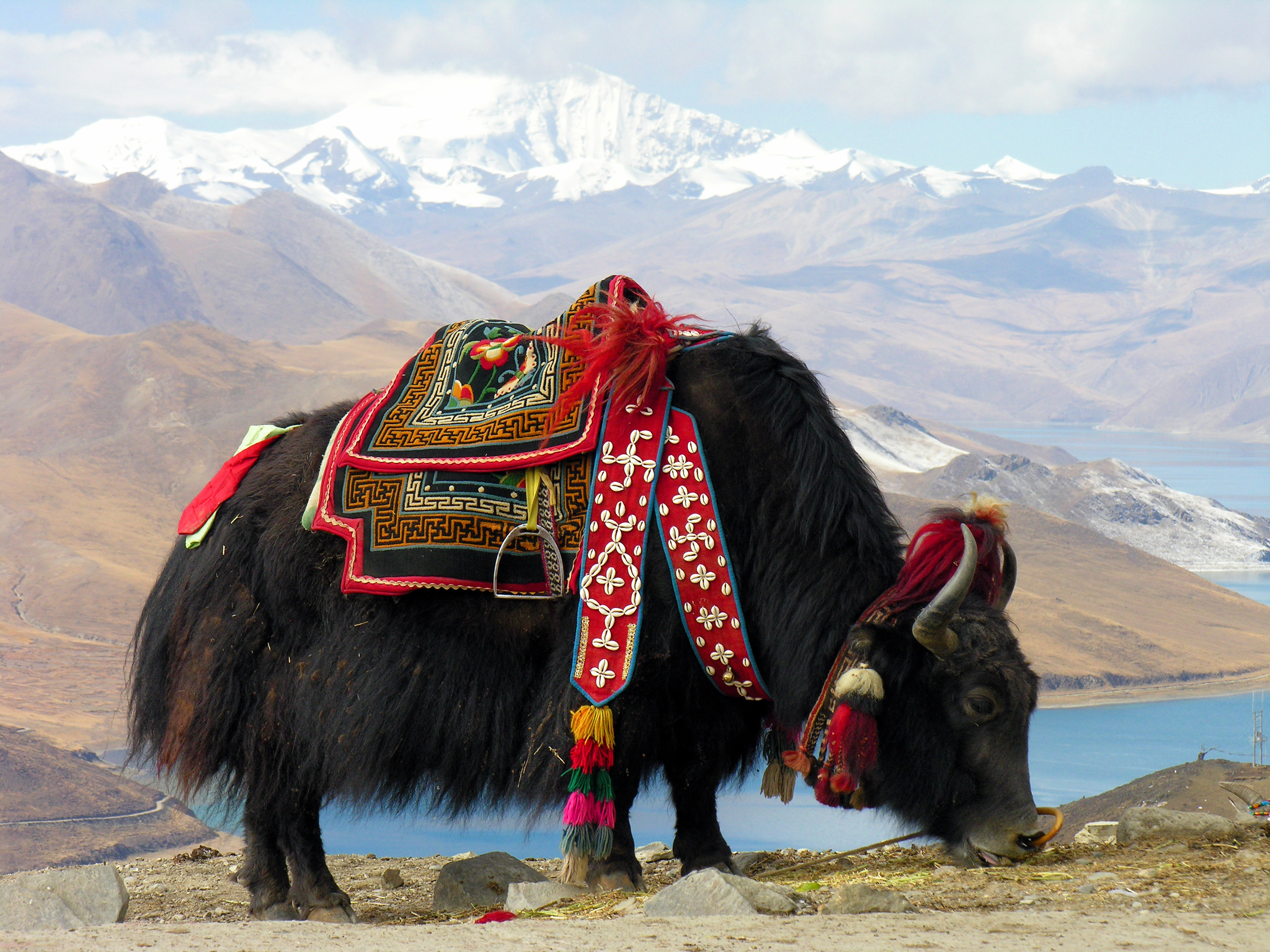 A lone Yak grazes with a scene of mountains and a lake behind them